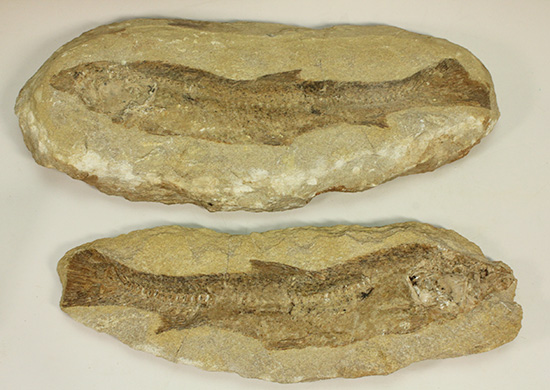 完全2枚組の古代魚パラエロプス。やわらかく落ち着いた印象。本体計測27cm4kgに迫る重量。(その1)