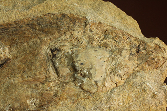完全2枚組の古代魚パラエロプス。やわらかく落ち着いた印象。本体計測27cm4kgに迫る重量。(その10)