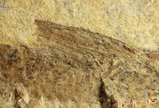 完全2枚組の古代魚パラエロプス。やわらかく落ち着いた印象。本体計測27cm4kgに迫る重量。(その11)