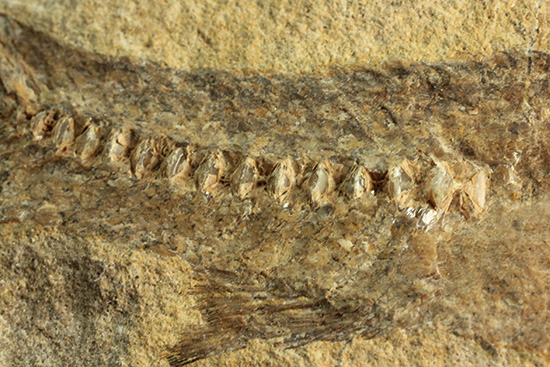 完全2枚組の古代魚パラエロプス。やわらかく落ち着いた印象。本体計測27cm4kgに迫る重量。(その12)