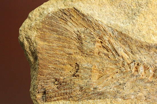 完全2枚組の古代魚パラエロプス。やわらかく落ち着いた印象。本体計測27cm4kgに迫る重量。(その14)