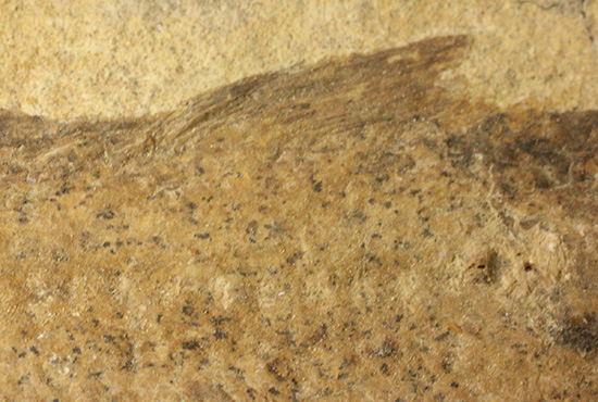 完全2枚組の古代魚パラエロプス。やわらかく落ち着いた印象。本体計測27cm4kgに迫る重量。(その16)