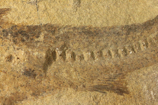 完全2枚組の古代魚パラエロプス。やわらかく落ち着いた印象。本体計測27cm4kgに迫る重量。(その17)