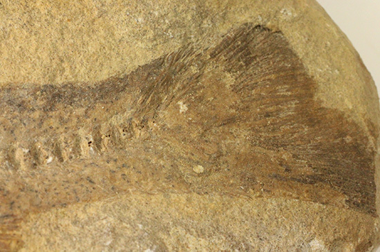 完全2枚組の古代魚パラエロプス。やわらかく落ち着いた印象。本体計測27cm4kgに迫る重量。(その18)