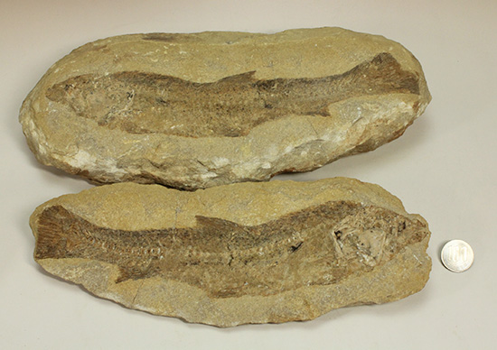 完全２枚組の古代魚パラエロプス。やわらかく落ち着いた印象。本体計測２７ｃｍ４ｋｇに迫る重量。（その19）