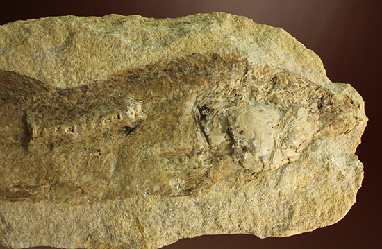 完全2枚組の古代魚パラエロプス。やわらかく落ち着いた印象。本体計測27cm4kgに迫る重量。(その2)
