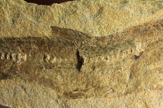完全2枚組の古代魚パラエロプス。やわらかく落ち着いた印象。本体計測27cm4kgに迫る重量。(その3)