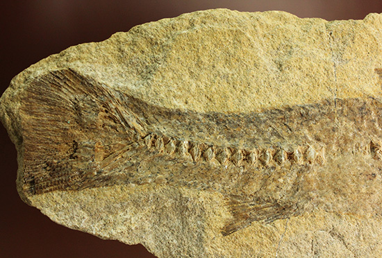 完全2枚組の古代魚パラエロプス。やわらかく落ち着いた印象。本体計測27cm4kgに迫る重量。(その4)
