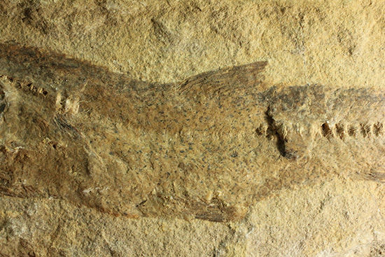 完全２枚組の古代魚パラエロプス。やわらかく落ち着いた印象。本体計測２７ｃｍ４ｋｇに迫る重量。（その6）