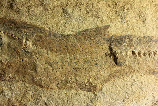 完全2枚組の古代魚パラエロプス。やわらかく落ち着いた印象。本体計測27cm4kgに迫る重量。(その6)