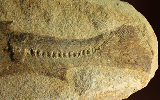 完全2枚組の古代魚パラエロプス。やわらかく落ち着いた印象。本体計測27cm4kgに迫る重量。(その7)