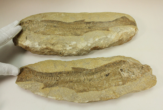 完全２枚組の古代魚パラエロプス。やわらかく落ち着いた印象。本体計測２７ｃｍ４ｋｇに迫る重量。（その8）
