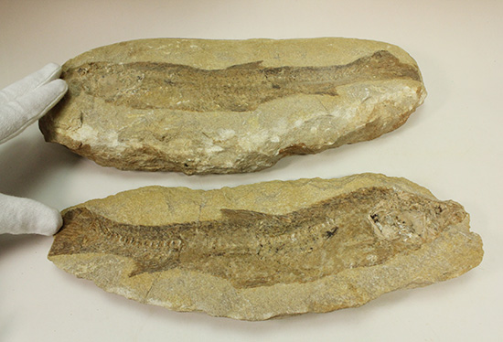 完全2枚組の古代魚パラエロプス。やわらかく落ち着いた印象。本体計測27cm4kgに迫る重量。(その8)