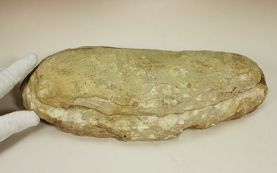完全2枚組の古代魚パラエロプス。やわらかく落ち着いた印象。本体計測27cm4kgに迫る重量。(その9)