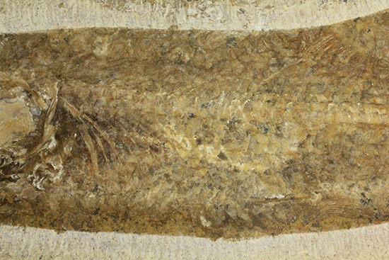 典型的なノジュール古代魚化石。一級美品。（その5）