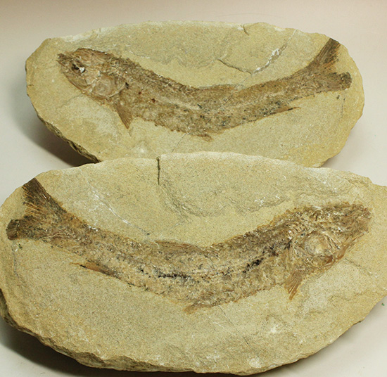 ブラジル産古代魚の化石。白亜紀の海が詰まっています！（その1）