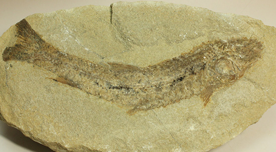 ブラジル産古代魚の化石。白亜紀の海が詰まっています！（その10）