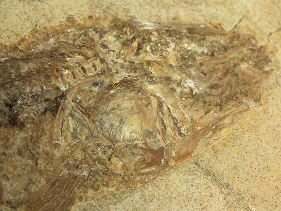 ブラジル産古代魚の化石。白亜紀の海が詰まっています！（その11）