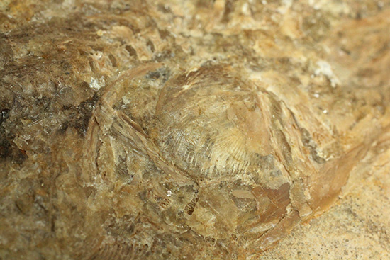 ブラジル産古代魚の化石。白亜紀の海が詰まっています！（その12）