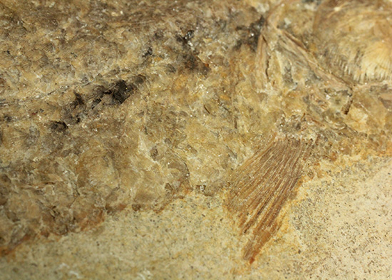 ブラジル産古代魚の化石。白亜紀の海が詰まっています！（その13）