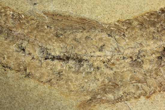 ブラジル産古代魚の化石。白亜紀の海が詰まっています！（その14）