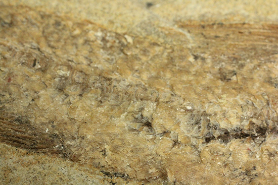 ブラジル産古代魚の化石。白亜紀の海が詰まっています！（その15）