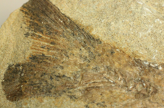 ブラジル産古代魚の化石。白亜紀の海が詰まっています！（その16）