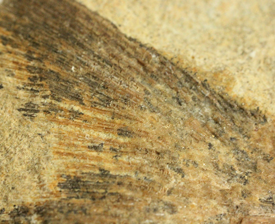 ブラジル産古代魚の化石。白亜紀の海が詰まっています！（その17）