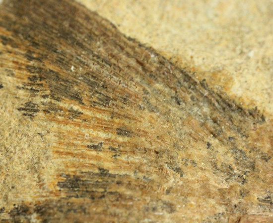 ブラジル産古代魚の化石。白亜紀の海が詰まっています！（その17）