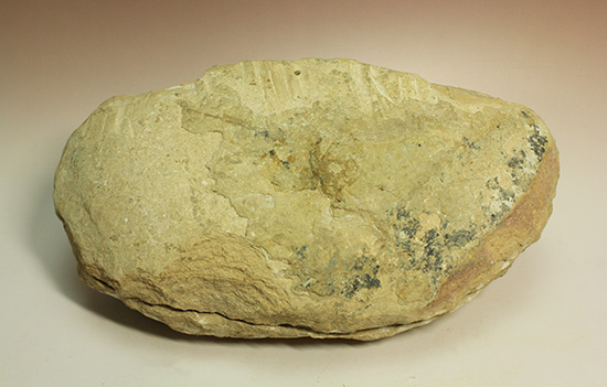 ブラジル産古代魚の化石。白亜紀の海が詰まっています！（その18）