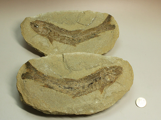 ブラジル産古代魚の化石。白亜紀の海が詰まっています！（その19）