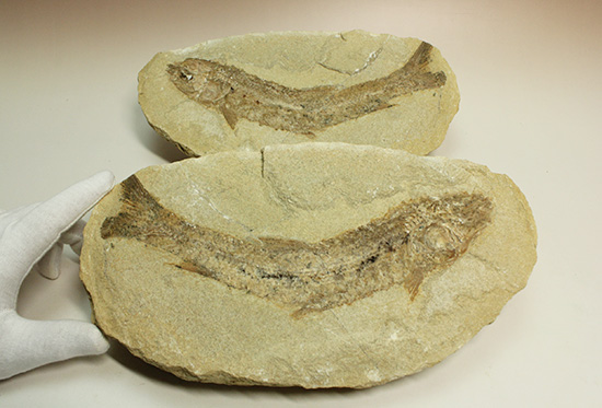 ブラジル産古代魚の化石。白亜紀の海が詰まっています！（その2）