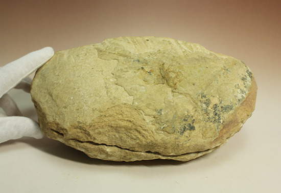 ブラジル産古代魚の化石。白亜紀の海が詰まっています！（その3）