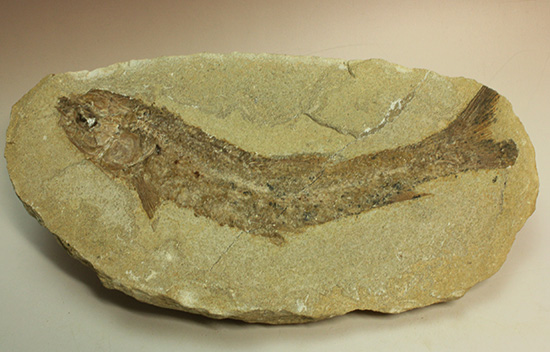 ブラジル産古代魚の化石。白亜紀の海が詰まっています！（その5）