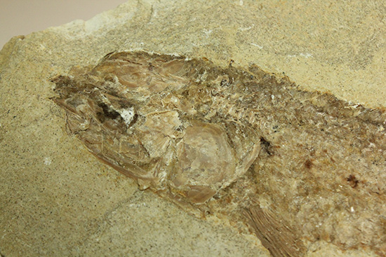 ブラジル産古代魚の化石。白亜紀の海が詰まっています！（その6）