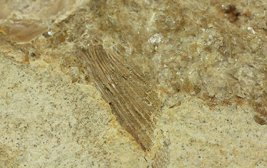 ブラジル産古代魚の化石。白亜紀の海が詰まっています！（その7）