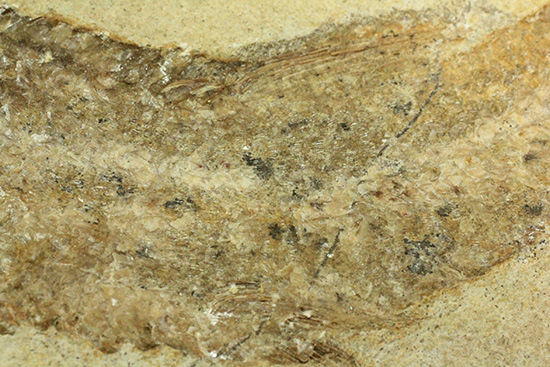 ブラジル産古代魚の化石。白亜紀の海が詰まっています！（その8）