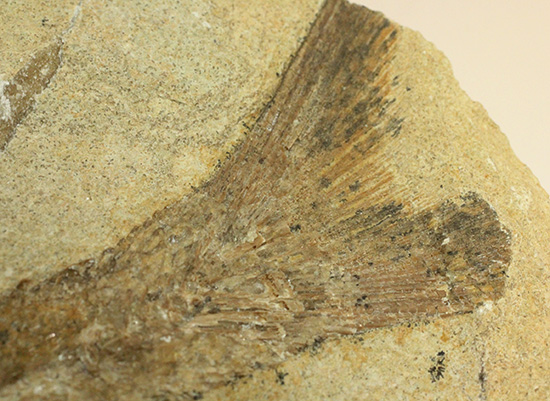 ブラジル産古代魚の化石。白亜紀の海が詰まっています！（その9）