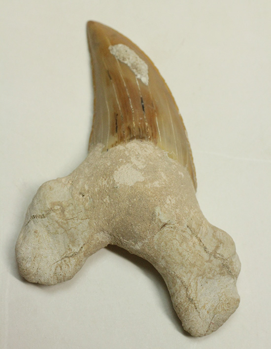 食物連鎖の頂点に君臨したサメの歯化石、オトダス。エナメル質状態良好です。（その1）
