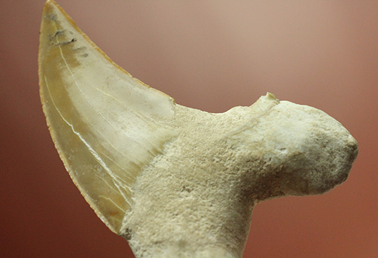 食物連鎖の頂点に君臨したサメの歯化石、オトダス。エナメル質状態良好です。（その12）