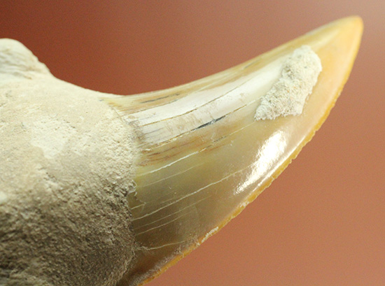 食物連鎖の頂点に君臨したサメの歯化石、オトダス。エナメル質状態良好です。(その9)