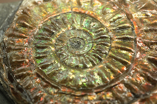 光の芸術！イングランド産カロセラス。イリデッセンス（iridescence）の典型種。（その10）