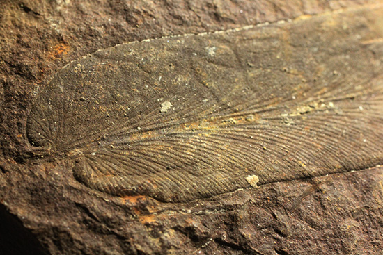 大陸移動説の証拠化石となった、グロッソプテリス化石(Glossopteris) （その2）