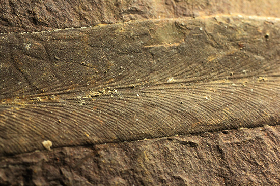 大陸移動説の証拠化石となった、グロッソプテリス化石(Glossopteris) （その3）