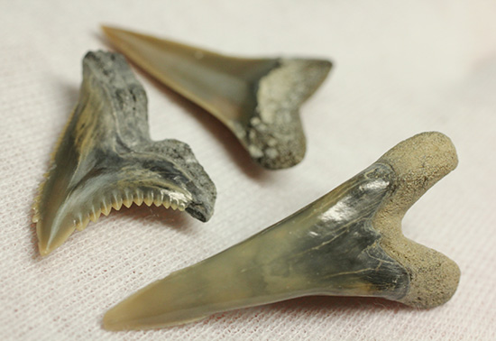 米国産サメの歯化石3種セット（その1）