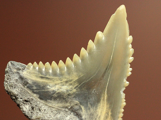 米国産サメの歯化石3種セット（その10）