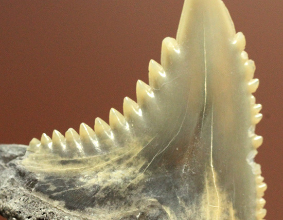 米国産サメの歯化石3種セット（その11）