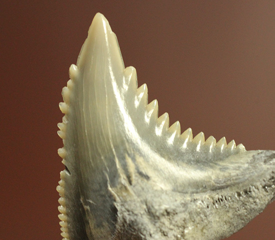 米国産サメの歯化石3種セット（その12）