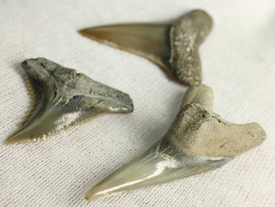 米国産サメの歯化石3種セット（その13）