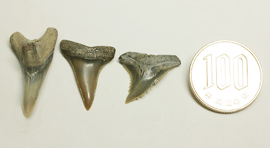 米国産サメの歯化石3種セット（その15）